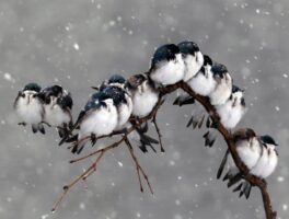 Lessenreeks Vogels in de Winter